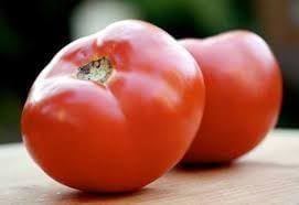 Abe Lincoln Tomato Solanum lycopersicum seeds for garden planting